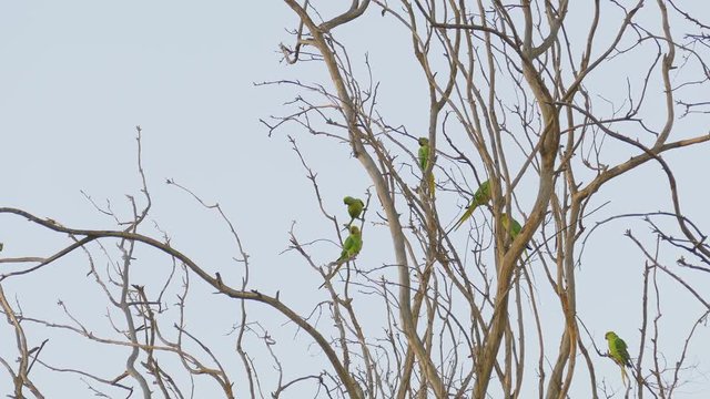 Big flock of bright wild green parrots on tree