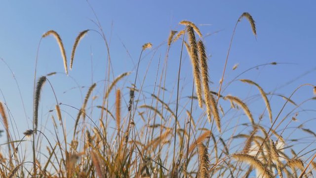 Eared fluffy grass moving at sunrise on blue sky background