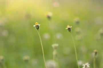 Flowers in meadow as background