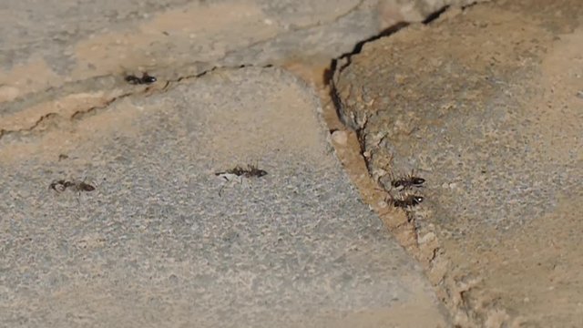 Slow motion video as the small black ants migrate their larvae to a new anthill