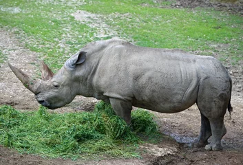 Foto op Plexiglas rinoceronte bianco © paola