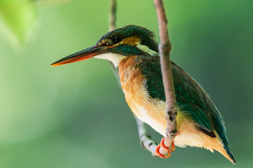 新緑の中でブランコに乗るカワセミ