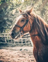 Sorrel horse. Side view head shot of a bay stallion. Portrait of a thoroughbred bridled horse, blur green trees background, selective focus. Equestrian sport.