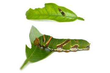 Obraz premium Lime butterfly caterpillar, Papilio sp., Central of Thailand