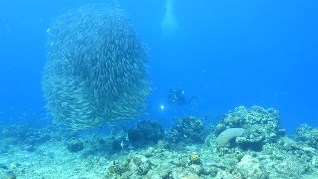 Bait ball at the coral reef in the Caribbean Sea at scuba dive around Curacao /Netherlands Antilles