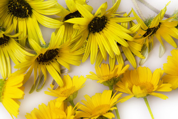  daisies isolated on white