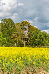 Rapeseed field with a old pine tree at the forest edge
