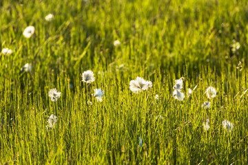 Cotton grass in a meadow in backlight
