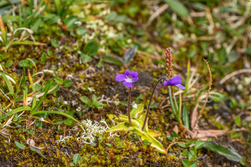 Butterwort flowers that blooming in the summer
