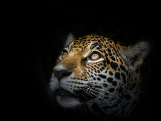 Das Gesicht eines Leoparden starrt das Opfer an.