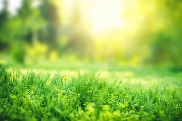Tuinposter Green grass background with copy space. Summer nature landscape © iryna1