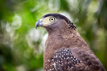 Serpent Eagle, Crested Serpent Eagle(Spilornis cheela)in the natural atmosphere.