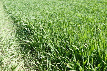 wheat agriculture and cultivated wheat fields,
