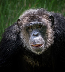 The beautiful face of chimpanzee