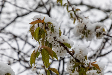 Cherry tree branches with snow covered flowers in spring in Asturias, Spain