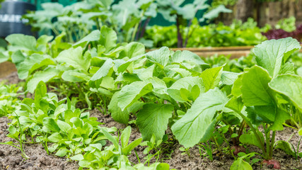 Young fresh vegetables in a small city garden