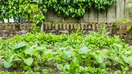 Young fresh vegetables in a small city garden