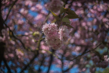 English retro nature background