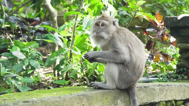 Monkeys in the natural environment. Bali, Indonesia. Long-tailed macaques, Macaca fascicularis