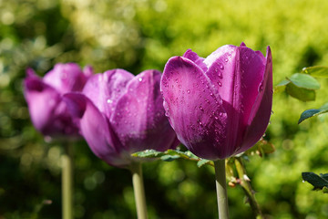 Purple Tulips