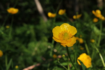 Fototapeta premium красивый желтый цветок лютик растущий в зеленом поле 