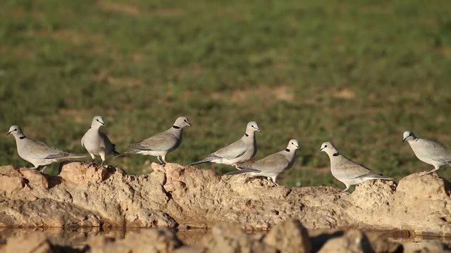 Cape turtle doves (Streptopelia capicola) gathering at a waterhole, Kalahari desert, South Africa