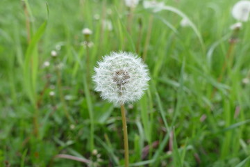 Fototapeta premium fresh dandelion in spring, pictures of herbs dandelion grass, 