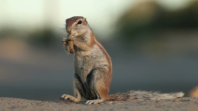 Small ground squirrel (Xerus inaurus) feeding, Kalahari desert, South Africa