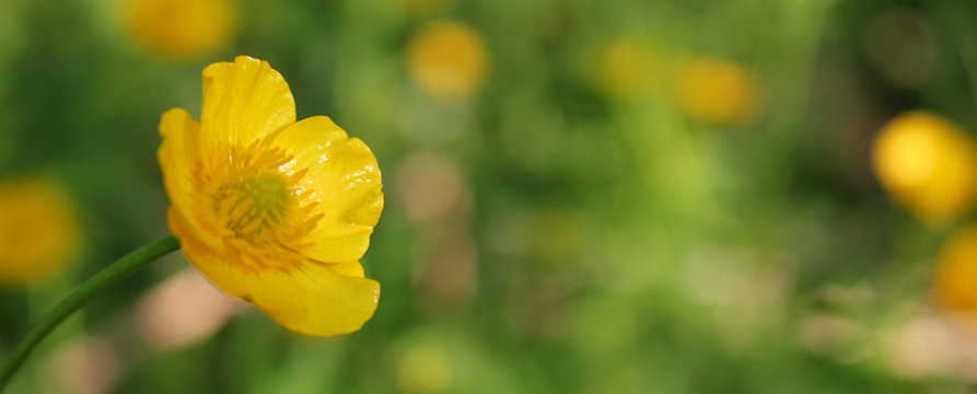 Жёлтые лютики песня