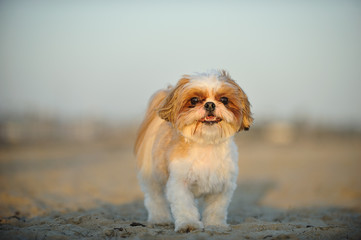 Shih Tzu dog standing on beach