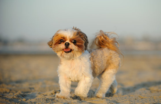 Shih Tzu dog walking on sand beach 