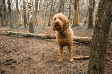 Golden Doodle dog playing in woods
