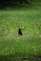 Obraz na płótnie Canvas Bird standing in the grass