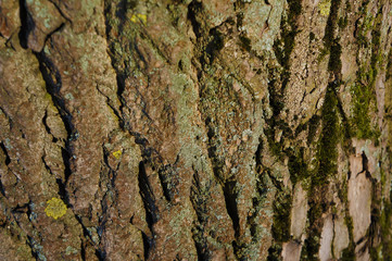 dry tree bark texture background