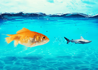 Big goldfish attacks a scared shark in the ocean. concept of bravery