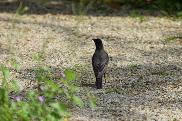 bird walking 