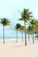 Fototapeta na wymiar Palm trees natural background. blue sky and tropical plants