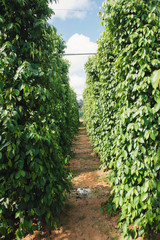 Fototapeta na wymiar Pepper field at Phu Quoc, Viet Nam, group of pepper plant in green, this farm product is export product from Vietnam to Asia, vegetable growing in bush, and plant in many aea as Binh Phuoc, Daklak