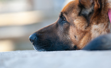 German shepherd dog closeup