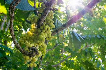 Star gooseberry or Phyllanthus acidus