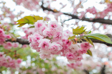 Fototapeta na wymiar Sakura. Cherry blossoms japan. Pink spring blossom background.