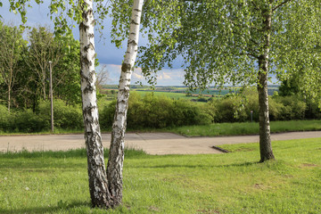 Obraz premium Birch tree with young foliage