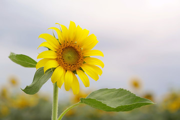 Fototapeta premium Yellow Sunflower in the morning light