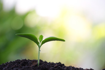 Growing pumpkin sprout