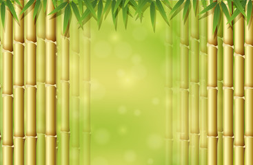 Green Bamboo in Nature Template