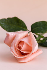 Pink rose on colored background