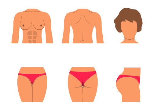Set of White Woman Body Part. Fat and Sporty Body Icon. Vector Illustration Label