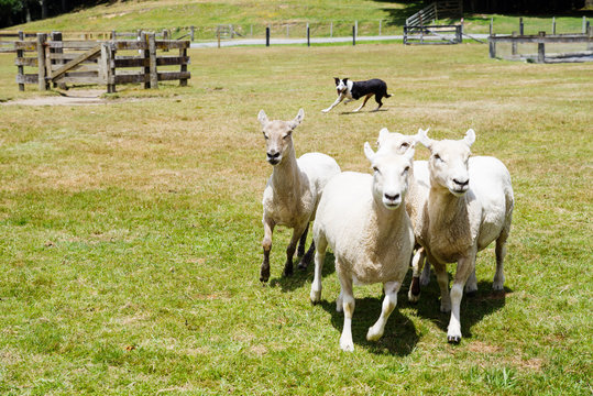 Sheep Dog Chasing Sheep At Farm.