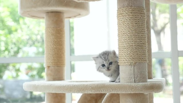 Cute persian kitten walking on cat tower slow motion 