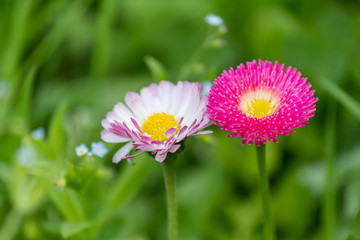 Obraz premium Natural background with blossoming daisies (bellis perennis)